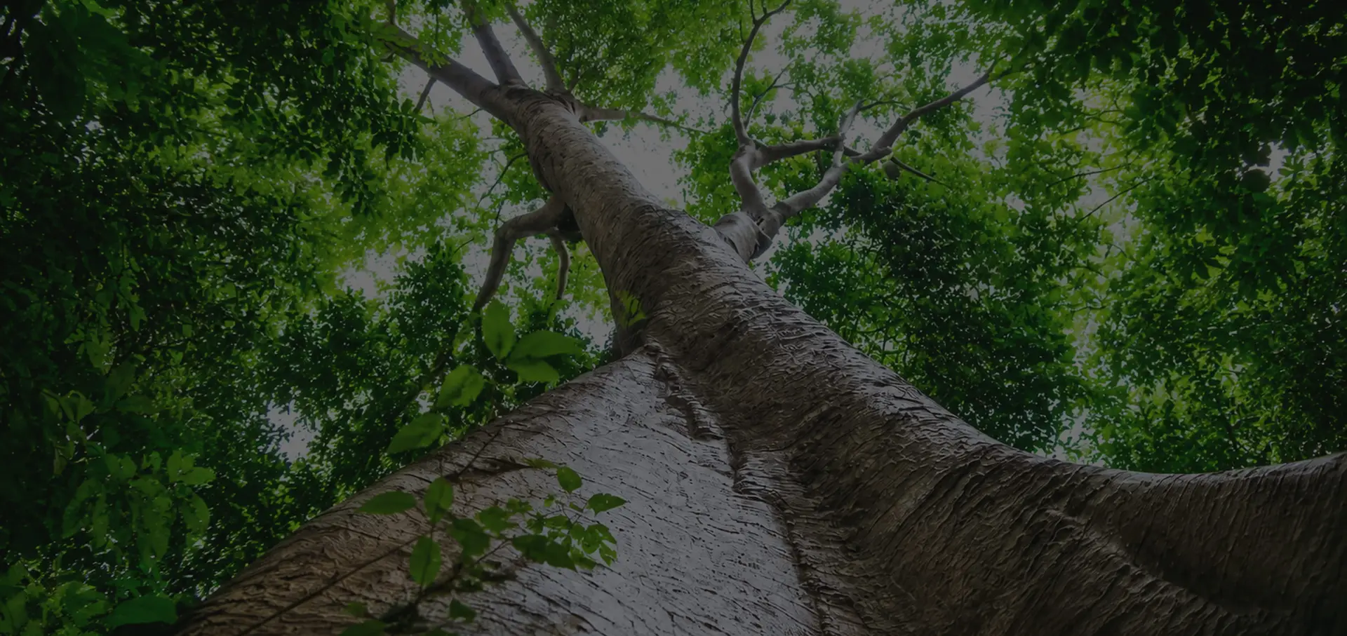 VỮNG VÀNG CÙNG BƯỚC TIẾN VIỆT NAM